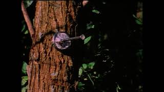 1974 The Texas Chainsaw Massacre deleted campsite scene tobe hooper blutgericht in texas