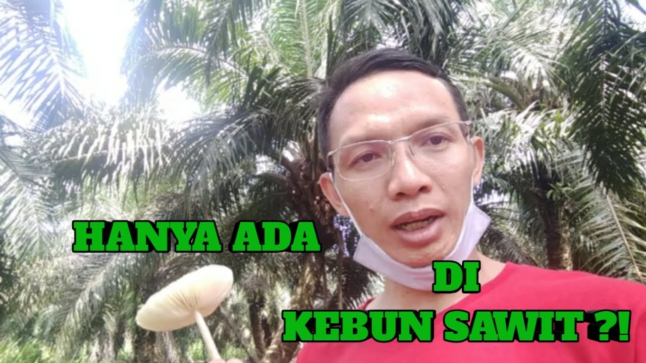 MAKANAN DI KEBUN SAWIT 