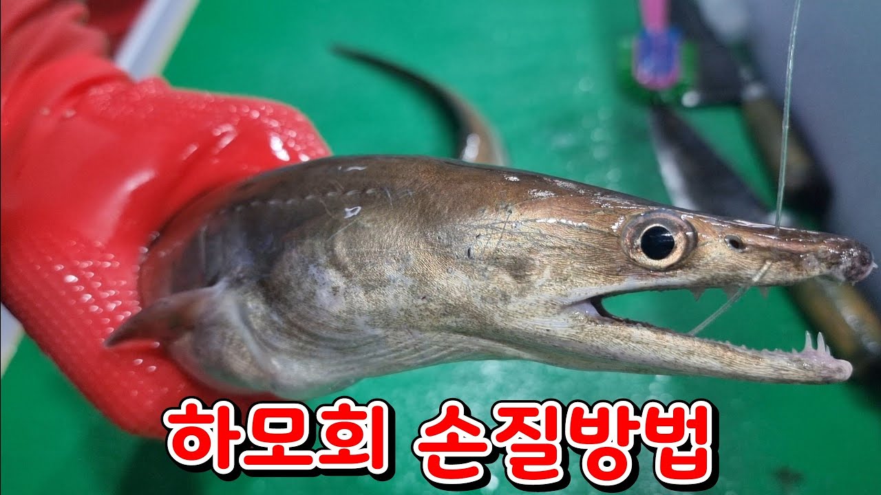 갯장어 (하모)회 손질 방법. 아주 자세히 알려드릴께요. - YouTube