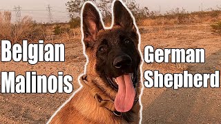 Belgian Malinois & German shepherd mixed - XE The Pup👑