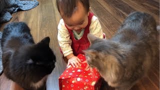 娘のオモチャを隠れ嗅ぎする猫 ノルウェージャンフォレストキャットA cat sniffing a toy smell.Norwegian Forest Cat.