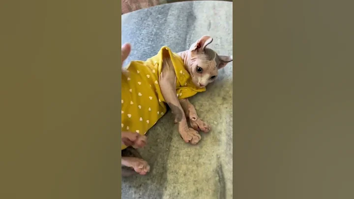 Watch the video about She was ready to end it all over that onside #cats #pets #kitten #funnycat #sphynx #sphynxoftheday