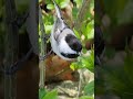 Wild birds in Canada Video (Samsung Galaxy S22 Ultra) Cell Phone #Shorts #birdwatching #nature