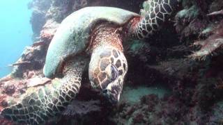 Swimming with Sea Turtle - Scuba Diving Sipadan Malaysia Underwater Video