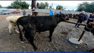Кордай Сортобе мал базары 27.07.2022 сиыр,қой,ешкі, Мерке Шу Узынагаш