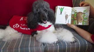 Yue's Virtual Therapy Dog Visit - Paws 4 Stories - Video 1