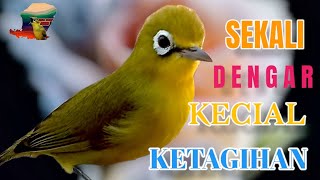 🔴 SEKALI DENGAR KECIAL KETAGIHAN IKUT BUKA SUARA @KecialKuningGacor