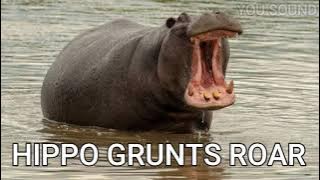 suara KUDA NIL HIPPO GRUNTS ROAR