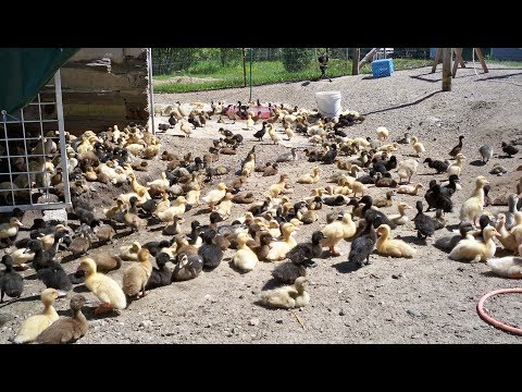 cruelty free dog food at petsmart 1,000+ Ducklings Relaxing