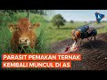 AS “Dihantui” Parasit Pemakan Ternak yang Sempat Punah sejak 1966, Seberapa Berbahaya?