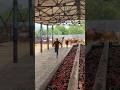 #shravanseva #cow #gaumata #trending #indiancow #youtubeshorts