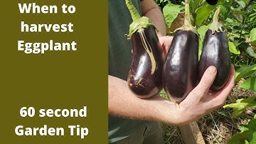 When to harvest Eggplant - 60 second Garden tip