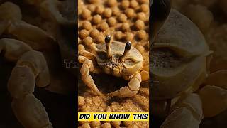 Sand bubbler crab talent #𝘀𝗰𝗶𝗲𝗻𝗰𝗲 #facts #sciencefacts
