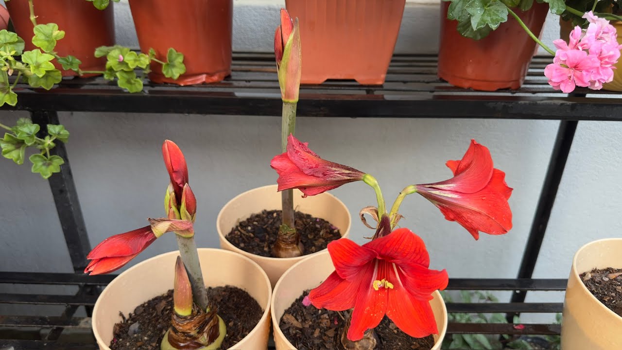 Amaryllis Flower !! How To Store Amaryllis Bulbs For The Next Season : Care Tips ||  Re-Blooming