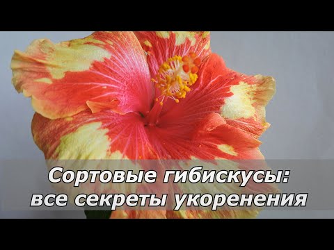 Успешное укоренение черенков сортовых гибискусов: все секреты.