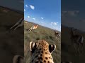 AI animal first-person POV immersive perspective experience #shorts #v=MttT8KyT11Q