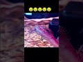 Funny snake 🐍