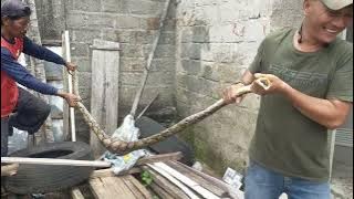 Geger Ular‼️masuk rumah Mbah Lurah Selorejo.