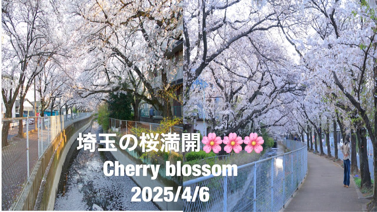 川口の桜満開です。beautyful cherry blossom in saitama kawaguchi // dirghasaji vlog