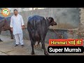 👍For Sale: #Super #Murrah.👍Milk 20Kg+👍Himmat Dairy Farm (9813117054)👍