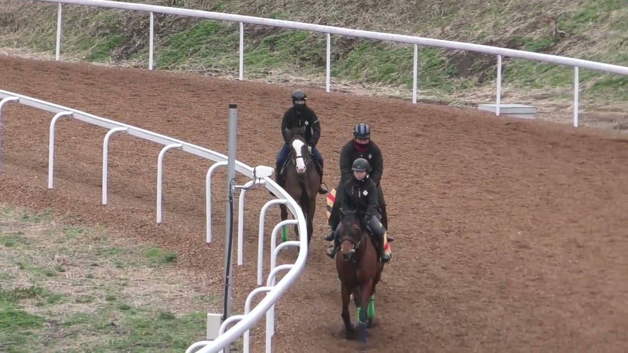 ブエラグランデ（ブエラプーラ2024）坂路真ん中（前から3頭目）18.9-18.0-17.7  260227撮影　ニューエラ在厩