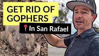 How to Get Rid of Gophers in San Rafael, According to a Local Pest Control Pro