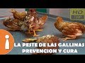 La peste de Las Gallinas- New Castle -PREVENCION Y CURA