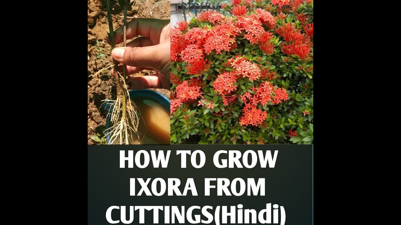 HOW TO GROW IXORA FROM CUTTINGS//EASIEST WAY OF GROWING IXORA YouTube