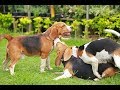 「絶対に笑う」あり得ないことをする犬★おもしろい犬のハプニング, 失敗画像集 #22
