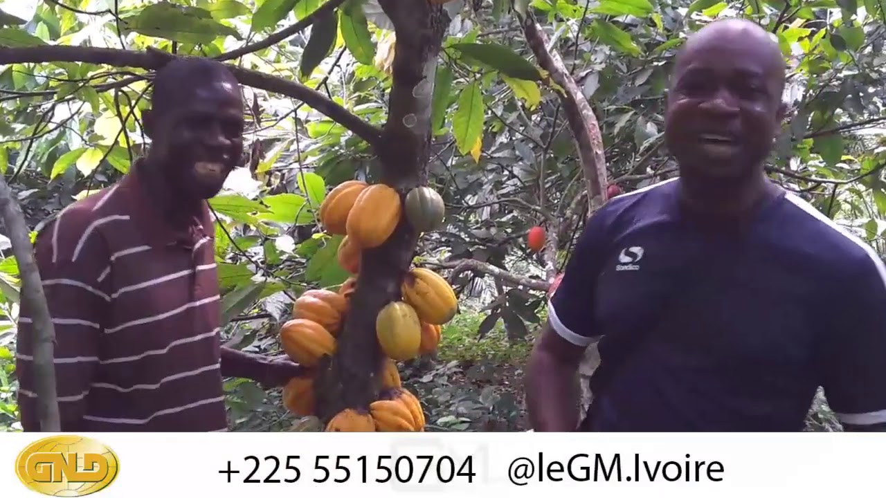 Champ Expérimental Abengourou Côte d'Ivoire (Super Gro et les 3 Combattants)