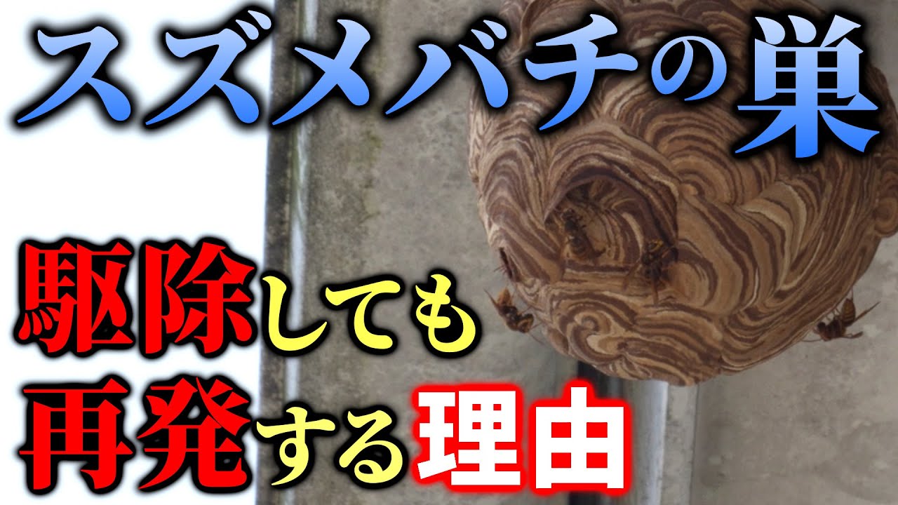 【キイロスズメバチは引越しする】ハチ駆除専門の最強ハンターによる巣作りの再発生率が圧倒的に低くなる駆除方法＜戻りバチは粘着シートで一網打尽＞｜神奈川
