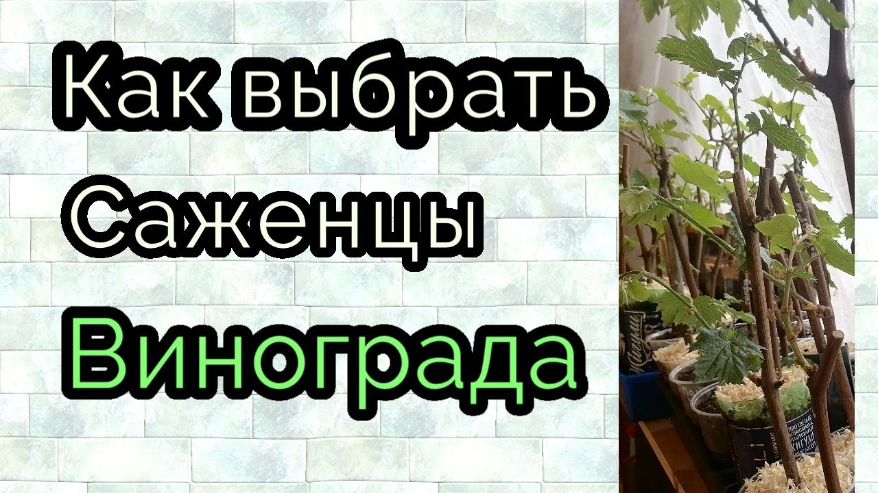 как грамотно выбрать саженцы винограда.
