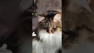 Каждому Солнца!❤️☀️ #Shortvideo #Уют #Коты #Arts #Cat #Шортс #Кот #Shorts #Lovecats #Cute #Солнце