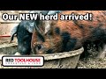 Our NEW pig herd travels 400 miles to get to our farm