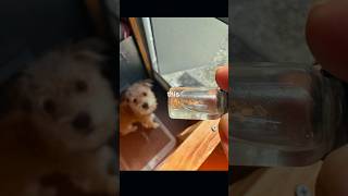 Picker the gold prospecting doggie