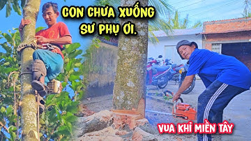 Vua Khỉ và đệ tử cưa hạ gốc ba cây Dầu, đệ tử đang leo cột dây bất ngờ Vua Khỉ tính cưa hạ gốc.