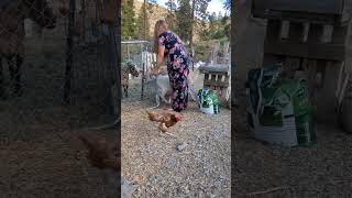 farmgirl dairygoats goats dairy milk milking homestead homesteading