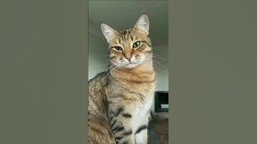 Just Wait 😸😄#funny #comedy #cat #shorts #youtube