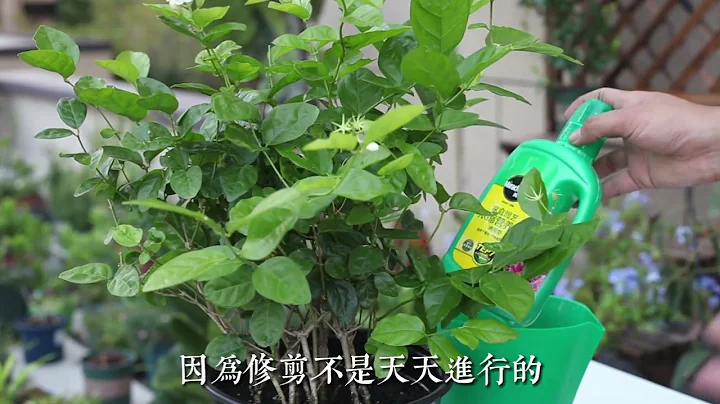 茉莉花怎麽養？園藝師教你，茉莉花的詳細養護技巧 - 天天要聞