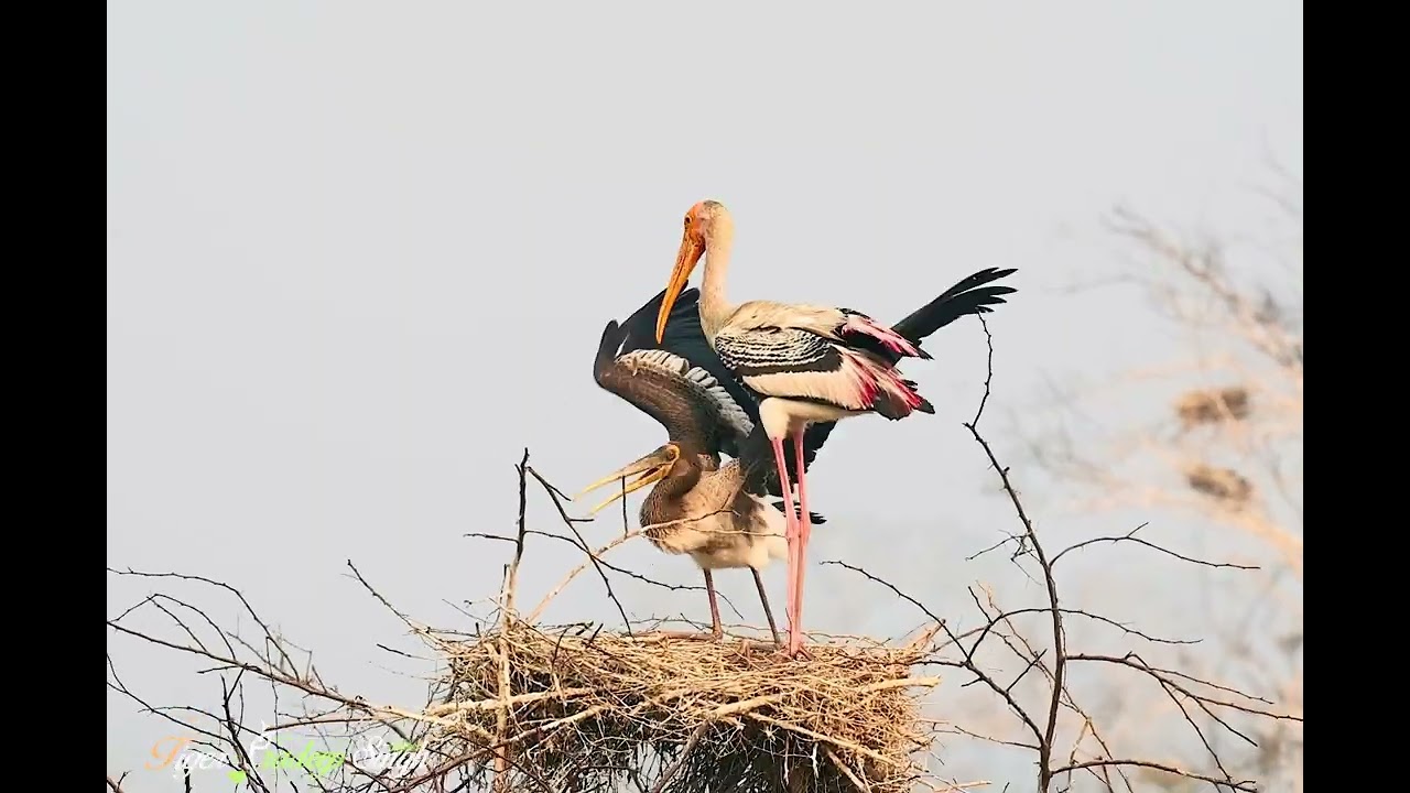 Painted stork feeding young ones 🐦 