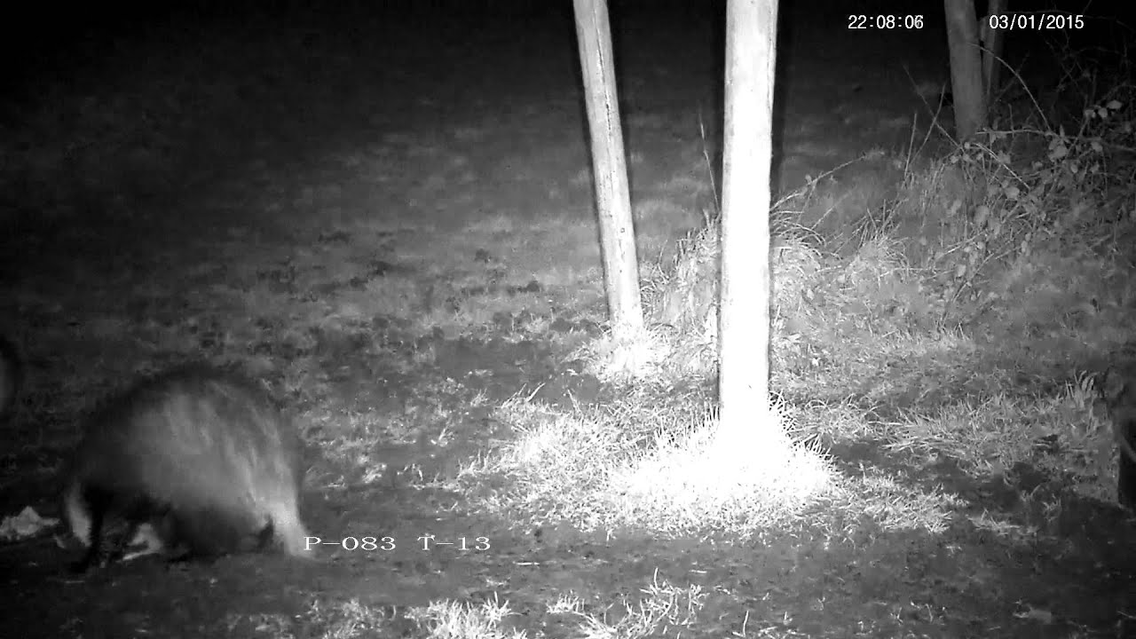 badger animal habitat A rural fox forces a badger into total submission - a rare sight !