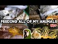 Feeding All of My Animals! (50+ exotic pets)