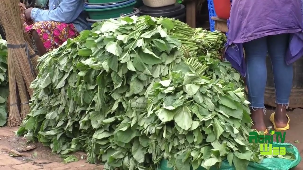 Pourquoi miser sur la culture de l'amarante (folon) ou du vernonia (ndolé)? Mr Owona nous explique