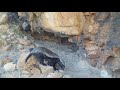 Honey Badger movement - Trailcam footage