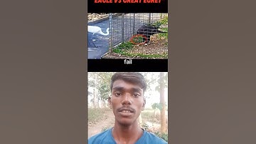 Greedy Egret Tries to Steal Food from a Mighty Eagle – Learns a Lesson #shorts #reels #EagleVsEgret
