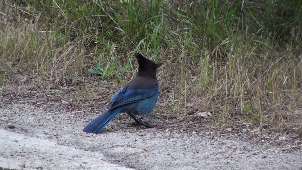 Steller's jay 
