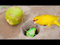 Creative Easy Build Underground Parrot Bird Trap Using Coconut Hole