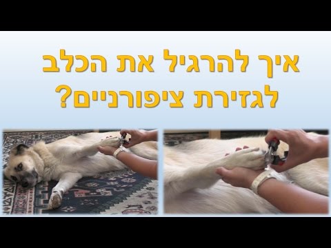 וִידֵאוֹ: 6 דרכים להיות טבעיות עם חיית המחמד שלך