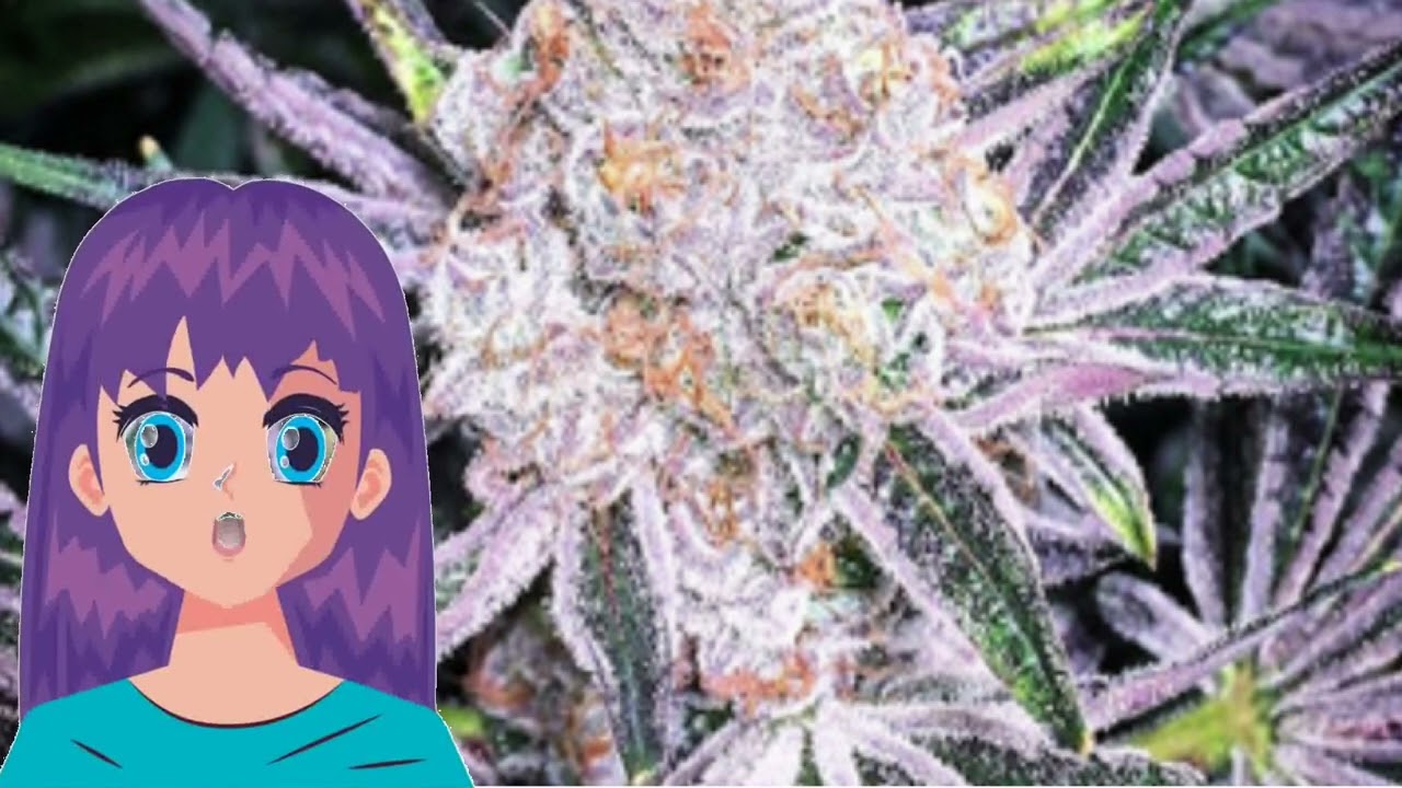 Purple Sunset – Ethos Genetics