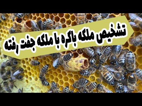 تصویری: نحوه ایجاد مزرعه مورچه: 11 مرحله (همراه با تصاویر)